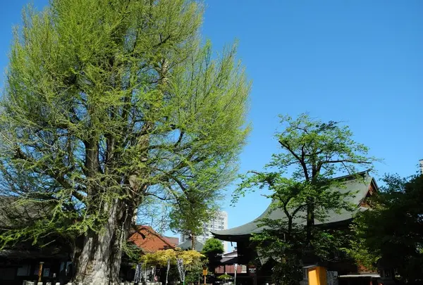 飛騨国分寺の写真・動画_image_111378
