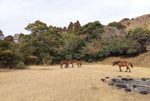 都井岬