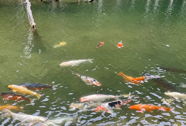 一の俣桜公園の写真・動画_image_1115643