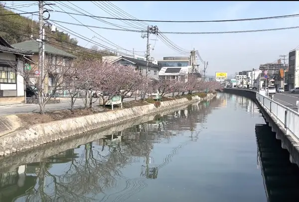 尾道の桜土手の写真・動画_image_1119396