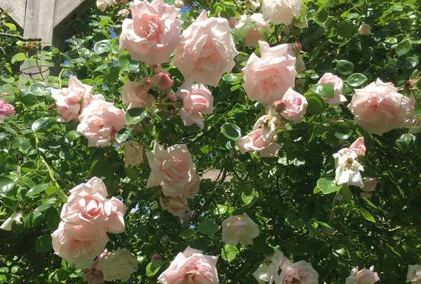 The Rose Garden of Provins
