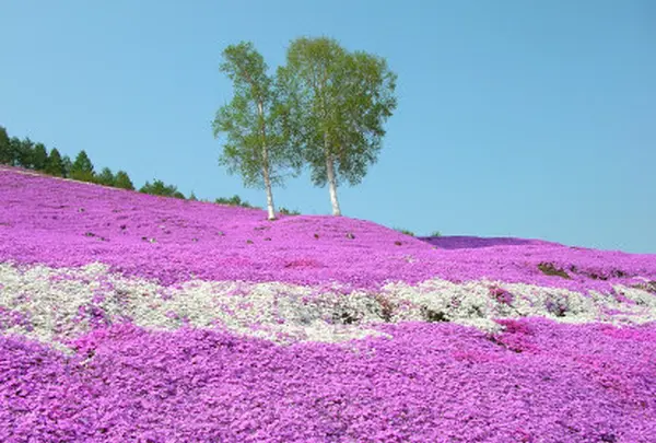 東藻琴芝桜公園