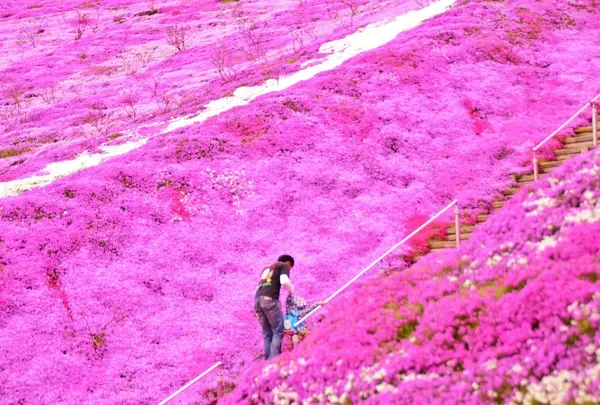 東藻琴芝桜公園