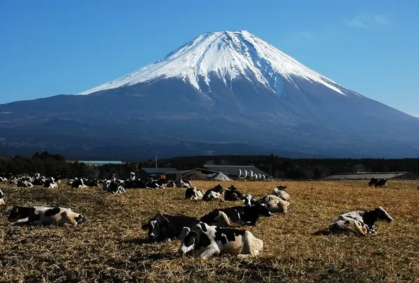 朝霧高原