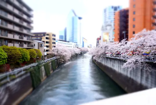 目黒川