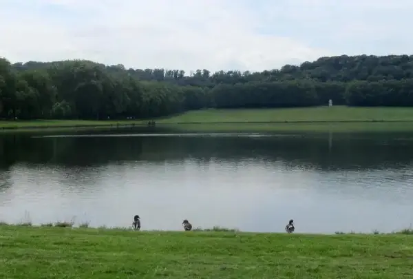 ピエース・ドー・デ・スイスの写真・動画_image_1123413