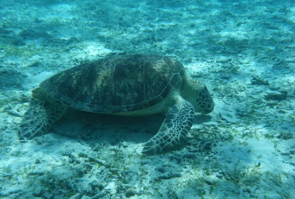 阿真ビーチの写真・動画_image_112902