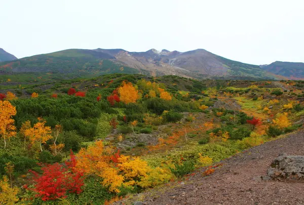 十勝岳望岳台の写真・動画_image_113131