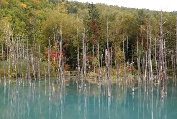 青い池