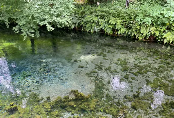 白川水源の写真・動画_image_1133057