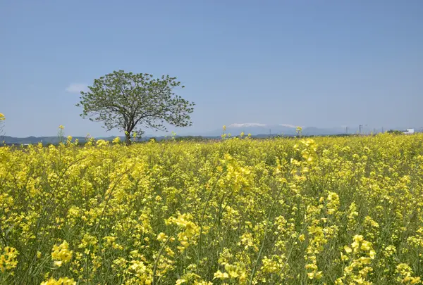 かくだ菜の花まつり会場の写真・動画_image_1134248