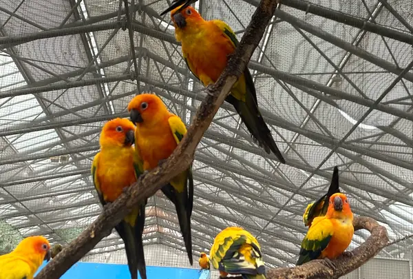 掛川花鳥園