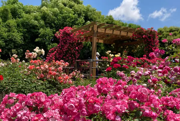 花菜ガーデン