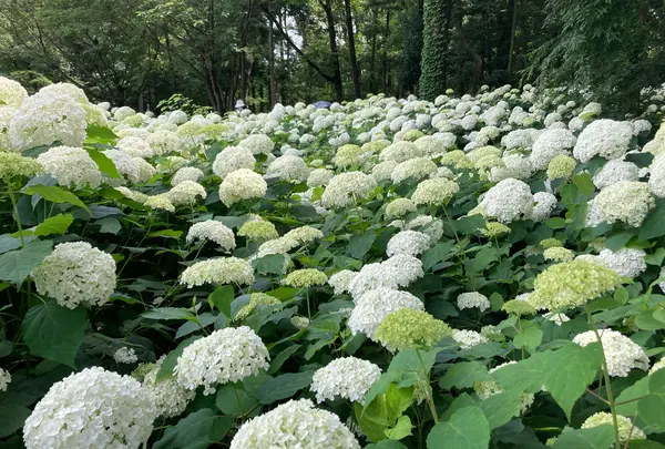 相模原北公園 アジサイ園