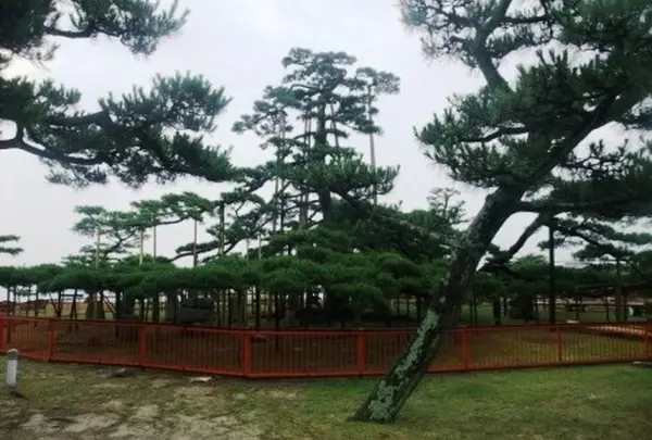 唐崎神社の写真・動画_image_114285