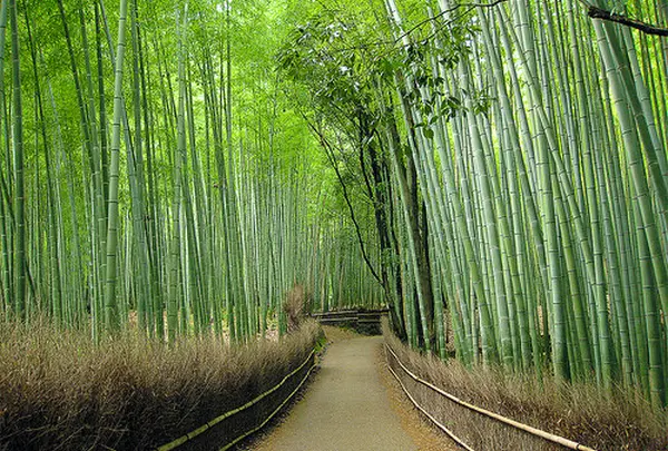 竹林の小径