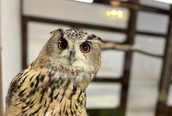 掛川花鳥園