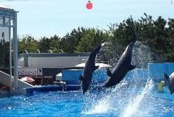 マリンピア日本海の写真・動画_image_115700