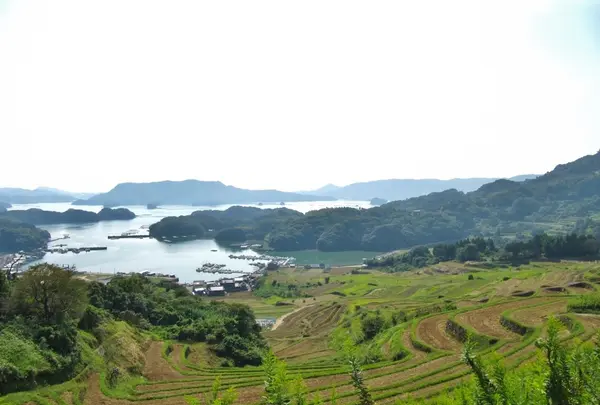 大浦棚田の写真・動画_image_115907