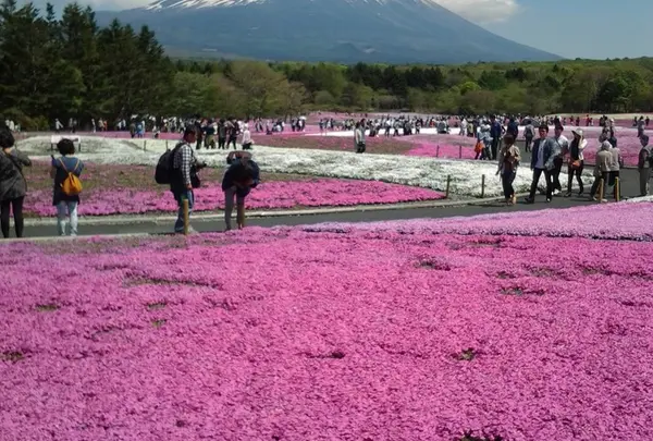 富士芝桜まつり事務局