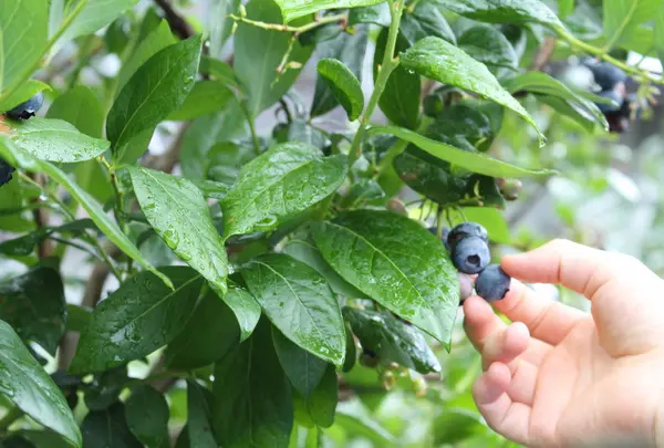 河口湖・鳴沢ブルーベリー観光農園