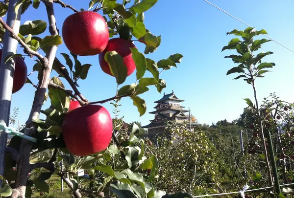高島農園