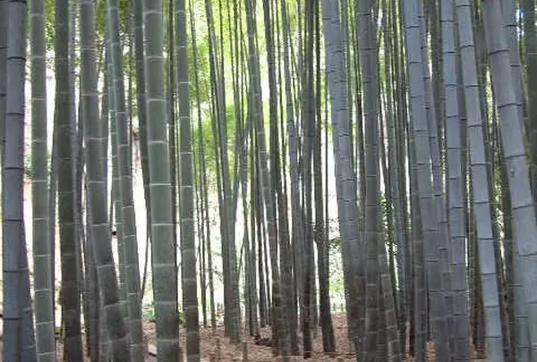 報国寺（竹寺）