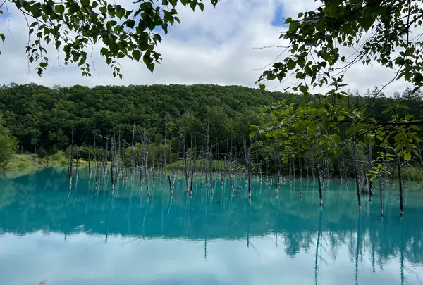 白金青い池の写真・動画_image_1164685