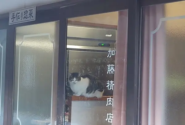 加藤精肉店