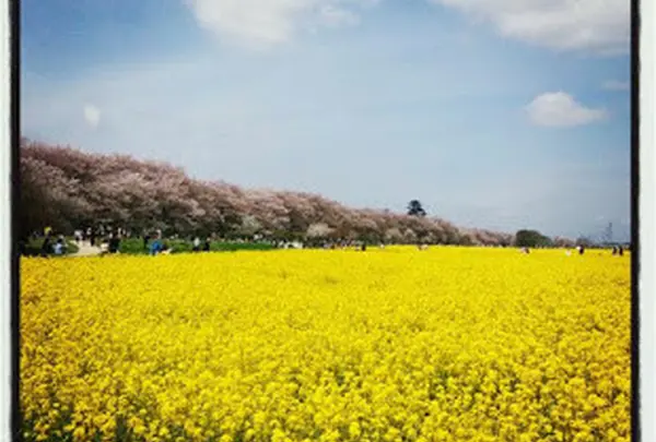 権現堂堤