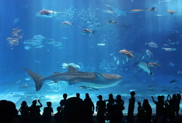 沖縄美ら海水族館