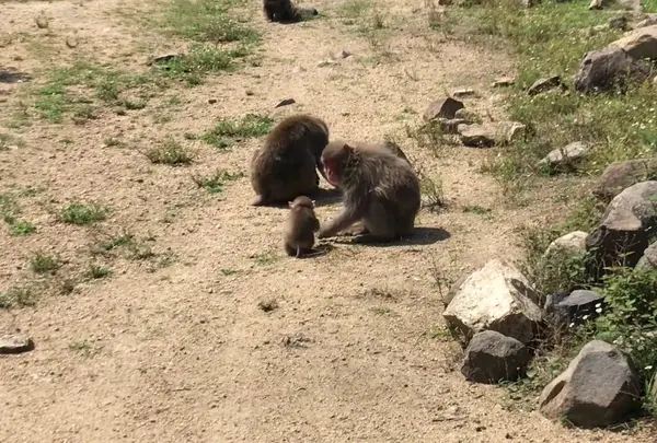 銚子渓 自然動物園　お猿の国