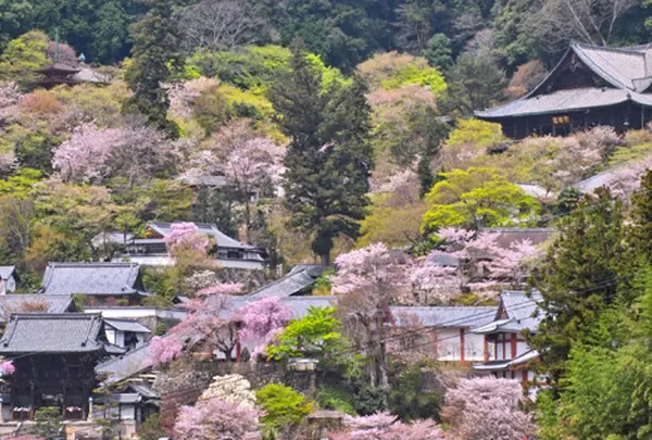 長谷寺