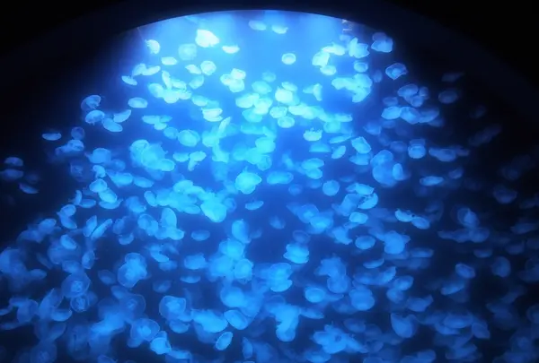 鶴岡市立加茂水族館