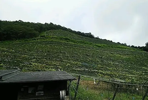 ココ・ファーム・ワイナリー