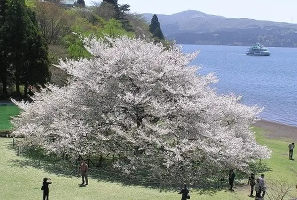 箱根園