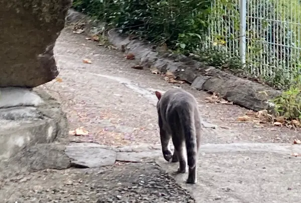 猫の細道