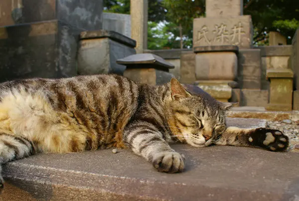 谷中のねこたち