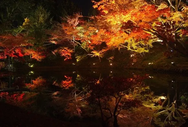 高台寺の写真・動画_image_119243