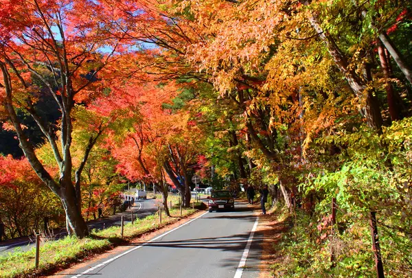 紅葉トンネルの写真・動画_image_119292