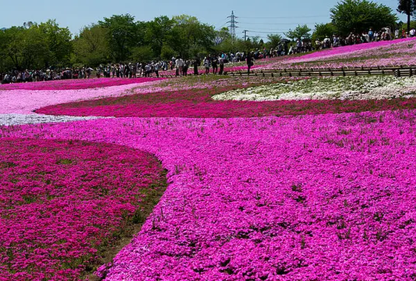 羊山公園の写真・動画_image_119940