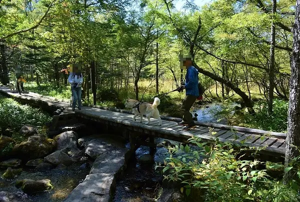 竜神池遊歩木道