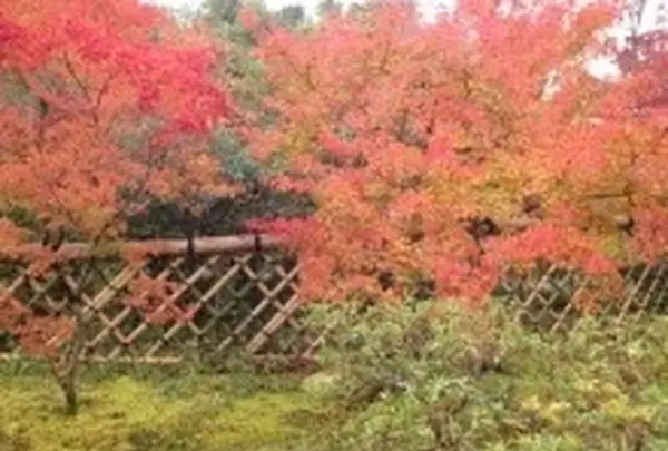 光悦寺