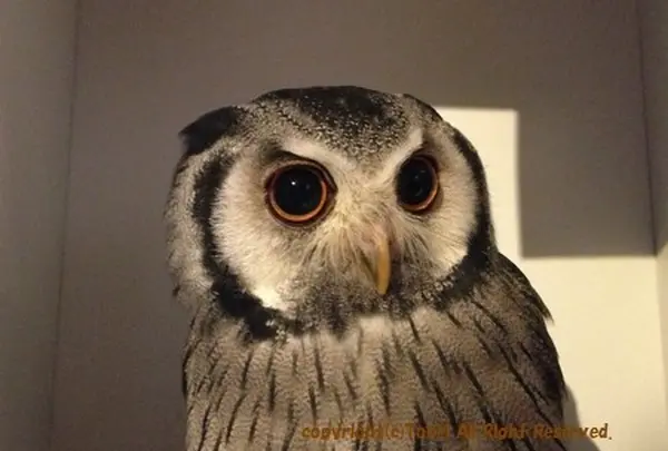 フクロウのみせ