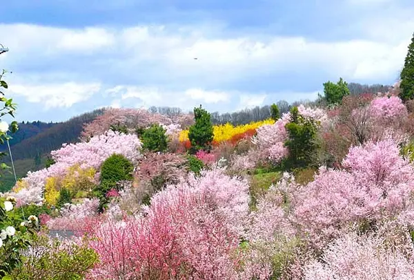 花見山