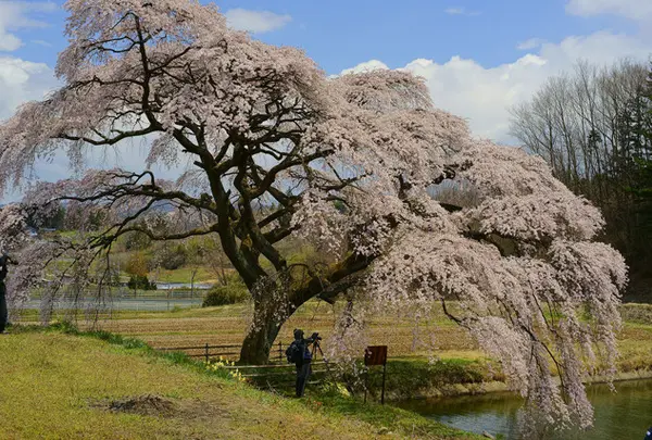 芳水の桜