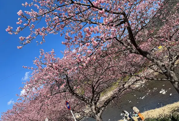 河津桜観光交流館