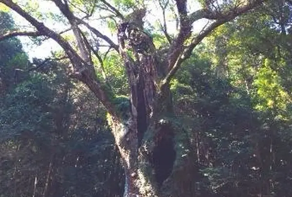 武雄の大楠