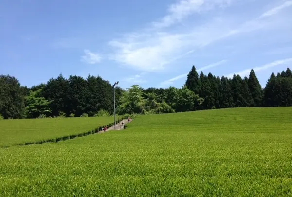 ちゃの生