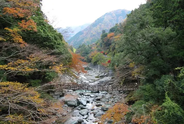 祖谷のかずら橋の写真・動画_image_121136
